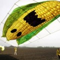 Alemania veta el tipo de maíz transgénico que cultiva España