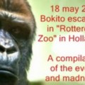 La historia del ataque de un gorila a una mujer que iba a verlo al zoo diariamente