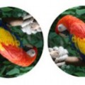 Google propone nuevos captchas: ¿en qué imagen el pájaro está bien orientado?