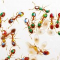 Desmontando el mito de la hormiga laboriosa: la mitad de ellas no trabaja