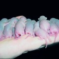 Un virus salta de las ratas al ser humano