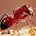 Parásitos vuelven a hormigas rojas en zombis sin cabeza