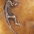 Un fósil de 47 millones de años da pistas sobre la evolución humana