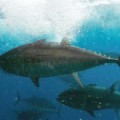 El atún rojo, amenazado por el éxito de la cocina japonesa