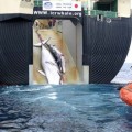 Matan a 4700 ballenas para comprobar si estaban delgadas