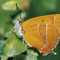 Localizan una mariposa vista por última vez hace 156 años