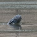 Los delfines del rio Mekong al borde de la extinción. [ENG]