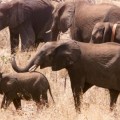 Los elefantes de las cataratas Victoria huyen por el ruido de los helicópteros para turistas