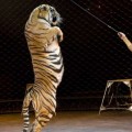 IU pedirá prohibir los circos que utilizan animales en sus representaciones