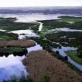 WWF denuncia la aparición de 1.700 nuevas hectáreas de cultivo ilegal en Doñana