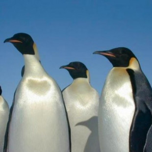 Escándalo en el Zoo: una pingüina rompe una pareja gay