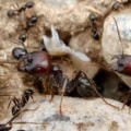 Fallece un hombre por ataque de hormigas
