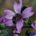 ¿Qué ocurriría si se extinguieran las abejas?