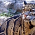 Bangladesh: descubierto leopardo nublado que se creía extinto hace 20 años