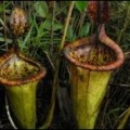 Descubren una nueva planta carnívora gigante en Filipinas