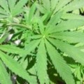 Un informe revela que la marihuana es anticancerígena