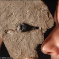 El fósil mejor conservado del mundo (ENG)