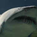 Más de 45 especies de tiburones, en peligro de extinción en el Mediterráneo