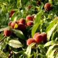 Primera cooperativa murciana que vende fruta a través de  Internet