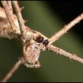 Descubren más de 40 nuevas especies de animales en lo profundo del cráter de un volcán en Papua Nueva Guinea