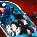 Cómo los delfines masacrados envenenan al japonés que los come [Eng][NSFSS*]
