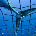 Greenpeace celebra que la Comisión Europea apoye la ilegalización del comercio del atún rojo