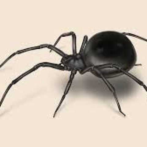 black_spider