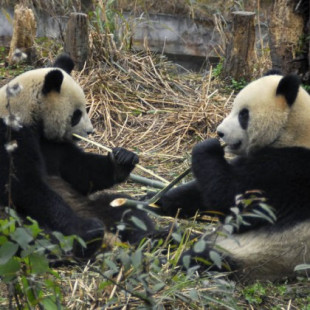 Los pandas gigantes 'hablan' antes de aparearse