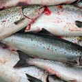 El salmón, en peligro de extinción