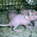 Científicos logran que un grupo de ratas parapléjicas puedan volver a caminar