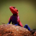 El lagarto que parece Spiderman, nueva sensación entre las mascotas exóticas [ENG]