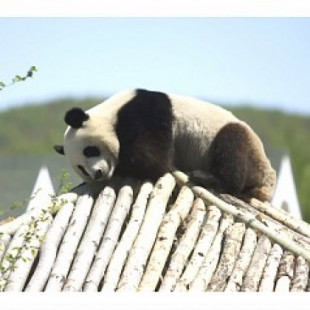 Los osos panda deben extinguirse