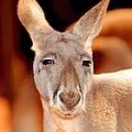 Australia: ayuntamiento ordena matar a 140 canguros por si se cruzan en una carrera de coches la semana próxima [IT]