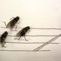 Arte con moscas