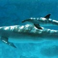 Matthew Ridley: Delfines nos remplazarían si nos extinguimos