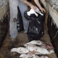 Desconocidos matan a golpes a 2.300 conejos, uno a uno, en una granja de Urnieta (Gipuzkoa)