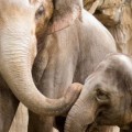 Los elefantes africanos podrían desaparecer en 15 años