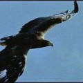 Las cámaras de la BBC 'cazan' a un águila cazando una cría de reno