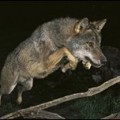 Alucinante foto de un lobo ibérico premiada en prestigioso certamen internacional