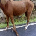 Aparecen en Pontevedra más caballos con cepos en las patas