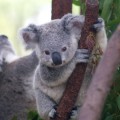 El Koala kármico en vivo (45 fotos)