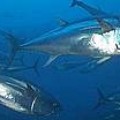 Los científicos apoyan la propuesta de WWF y Greenpeace de prohibir el comercio de atún rojo
