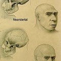 ¿Por qué sobrevivimos a los Neanderthales?