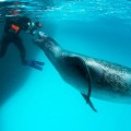 Un encuentro escalofriante con la foca leopardo