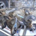 Prohibida la caza del lobo al sur del Duero