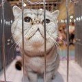Un grupo secuestró a 800 gatos para evitar que acabaran en los platos de un restaurante en China