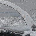Una ballena jorobada protege a una foca de ser devorada por las orcas