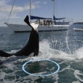 Captan el momento en el cual una ballena propina un golpe mortal a un tiburón