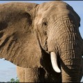 En Vietnam quedan sólo 80 elefantes