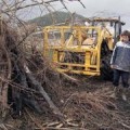 Un ganadero tala 200 árboles en zona protegida para que pasten sus vacas